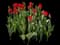 Tulip 'Fostery King' — design image 2