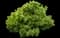 Mugo Pine — design image 10