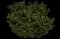 Cherry Laurel Shrub — design image 11