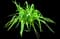 Daylilly — design image 6