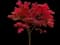 Osakazuki Japanese Maple — design image 2