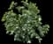 Gardenia Shrubs — design image 8