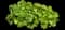 Coral Bells - Green (Heuchera) — design image 1
