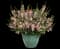 Wedgwood Pink Angelonia — design image 2