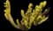 Subulata Austrocylindropuntia — design image 2