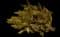 Waxwing Orange Mirror Bush — design image 1
