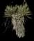 Joshua Tree — design image 6