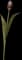 Lily-Flowered Tulips — design image 1