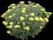 Moonshine Yarrow — design image 1
