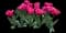 Tulip 'Sunset Tropical Double Late' — design image 1