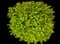 Cole's Compact Burning Bush — design image 8