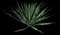 Yucca filamentosa — design image 11