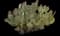 Barbary fig — design image 1