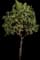 Killarney Strawberry Tree — design image 2