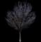 Japanese Zelkova Trees — design image 3
