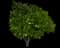 Saucer Magnolia Tree — design image 15