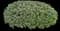 Indian Hawthorn (Rhaphiolepis indica) — design image 21