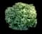 Japanese Gold Dust Aucuba Shrub — design image 1