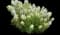 String Theory Bluestar - Amsonia — design image 3