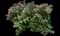 Japanese Spiraea — design image 22