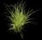 Variegated Spider Plant — design image 5