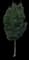 White Ash Tree — design image 1