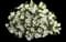 White Ripple ivy — design image 2