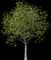 Little Walnut Tree — design image 1