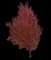 Silver Maple Tree — design image 9
