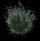 African Fountain Grass — design image 2