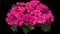 Solarscape® XL Pink Jewel Interspecific Impatiens — design image 1