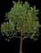 Downy Oak — design image 1