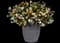 MixMasters™ Plant Combinations from Ball — design image 8