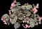 Wax Begonia — design image 2