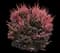 Barberry Bush — design image 24