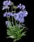 Agapanthus Ever Sapphire™ — design image 2