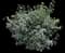 Leatherleaf Viburnum — design image 6