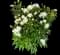 Peony (Paeonia) — design image 28