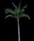 Coconut Palm — design image 15