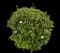Laurustinus Viburnum — design image 24