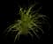 Variegated Spider Plant — design image 6