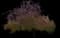 Prairifire Flowering Crabapple Tree — design image 3