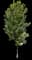 Silver Maple Tree — design image 2
