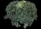 Pittosporum Mojo® — design image 8