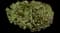 Ivory Halo® Variegated Dogwood — design image 14