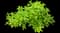 Panicle Hydrangea — design image 7