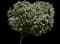 Buttonwood — design image 2