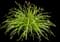 Daylilly — design image 4