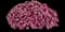 MiniFamous® Neo Funtopia Pink Calibrachoa — design image 1