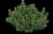 Blue Surge™ Stonecrop — design image 1